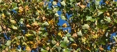 Enlarge photo 61
