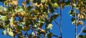 Enlarge photo 65