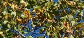 Enlarge photo 66