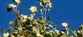 Enlarge photo 69