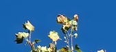 Enlarge photo 68