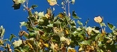 Enlarge photo 67