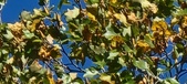 Enlarge photo 73