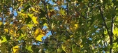 Enlarge photo 71