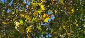 Enlarge photo 78