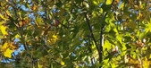 Enlarge photo 77
