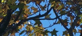 Enlarge photo 76