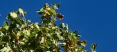 Enlarge photo 79