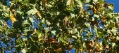 Enlarge photo 85