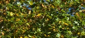 Enlarge photo 94