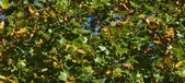 Enlarge photo 93