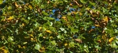 Enlarge photo 92