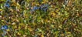 Enlarge photo 91