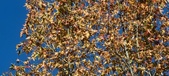 Enlarge photo 98