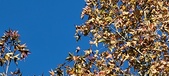 Enlarge photo 97