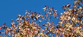 Enlarge photo 95