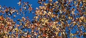 Enlarge photo 102