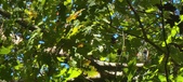 Enlarge photo 100