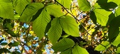 Enlarge photo 106