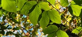 Enlarge photo 105