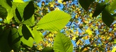 Enlarge photo 109