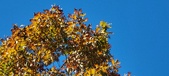 Enlarge photo 116