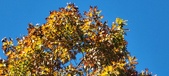 Enlarge photo 122