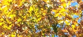 Enlarge photo 121