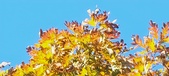 Enlarge photo 119