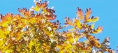 Enlarge photo 126