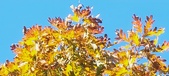 Enlarge photo 125