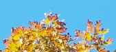 Enlarge photo 124