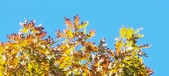 Enlarge photo 130