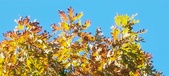 Enlarge photo 129