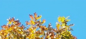 Enlarge photo 128