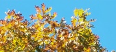 Enlarge photo 127