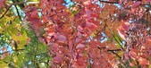 Enlarge photo 133