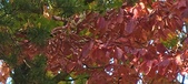 Enlarge photo 138