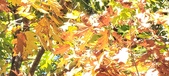 Enlarge photo 137