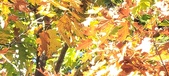 Enlarge photo 136