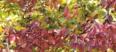 Enlarge photo 141