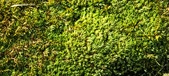 Enlarge photo 150