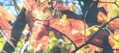 Enlarge photo 156