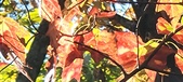 Enlarge photo 162