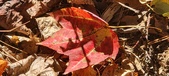 Enlarge photo 161
