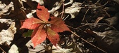 Enlarge photo 160
