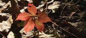 Enlarge photo 159