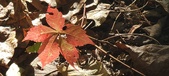 Enlarge photo 166