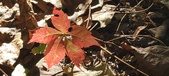 Enlarge photo 165