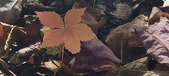 Enlarge photo 164